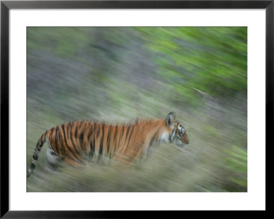 Bengal Tiger, Tigress In Grass, Madhya Pradesh, India by Elliott Neep Pricing Limited Edition Print image