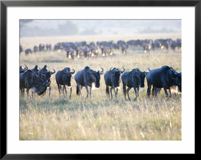 Wildebeest, Herd In Lines On Migation, Kenya by Mike Powles Pricing Limited Edition Print image