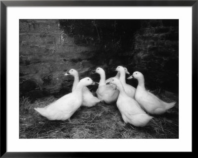 Ducks, Ireland by Karen Schulman Pricing Limited Edition Print image