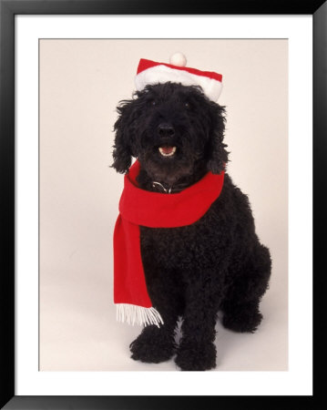 Poodle Wearing Scarf And Santa Hat by Jeff Dunn Pricing Limited Edition Print image