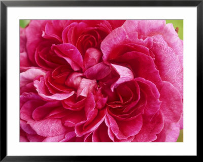 Rosa Reine Des Violettes (Hybrid Perpetual Rose), Deep Pink Flower by Mark Bolton Pricing Limited Edition Print image