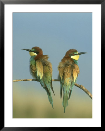 Bee-Eater, Pair Perched On Small Twig, Greece by Mark Hamblin Pricing Limited Edition Print image
