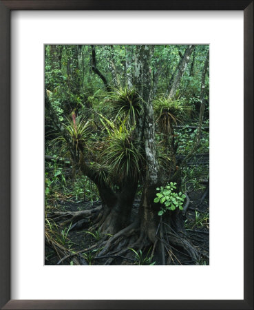 Air Plants Adorn The Trees In South Florida by Klaus Nigge Pricing Limited Edition Print image