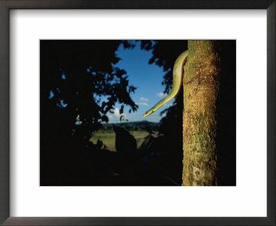 A Green Tree Boa On The Trunk Of A Tree Near The Tuichi River by Joel Sartore Pricing Limited Edition Print image