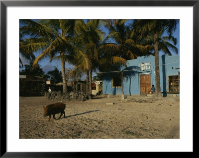 Wild Boar Wanders Through A Village On The Galapagos Islands by Steve Winter Pricing Limited Edition Print image