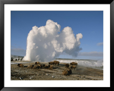 A Group Of American Bison Rest Near The Old Faithful Geyser by Tom Murphy Pricing Limited Edition Print image