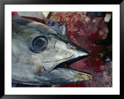 A Captured Southern Bluefin Tuna Fish by Jason Edwards Pricing Limited Edition Print image