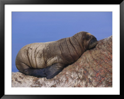 A Baby Atlantic Walrus Rests On Its Mothers Back by Paul Nicklen Pricing Limited Edition Print image