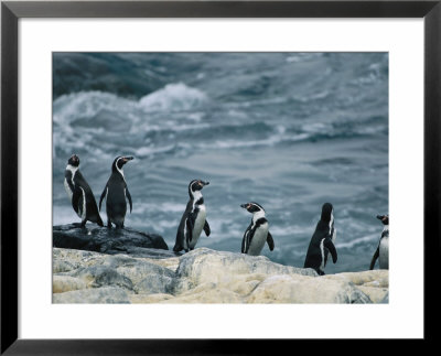 Humboldt, Or Peruvian, Penguins On A Rocky Shore by Joel Sartore Pricing Limited Edition Print image