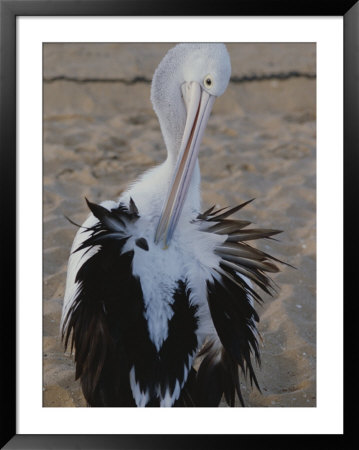 An Australian Pelican Preens by Nicole Duplaix Pricing Limited Edition Print image