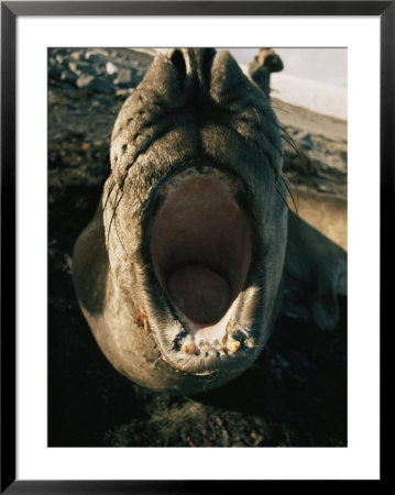 An Elephant Seal With Its Mouth Wide Open by Bill Curtsinger Pricing Limited Edition Print image
