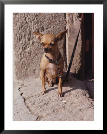 In This Close-Up, A Short-Haired Chihuahua (Canis Familiaris) Sits On A Doorsill In The Sun by O. Louis Mazzatenta Pricing Limited Edition Print image