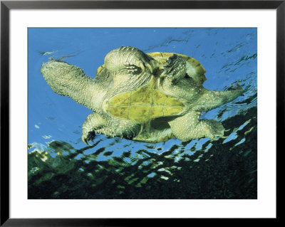 A Common Snapping Turtle Swimming In Water by George Grall Pricing Limited Edition Print image