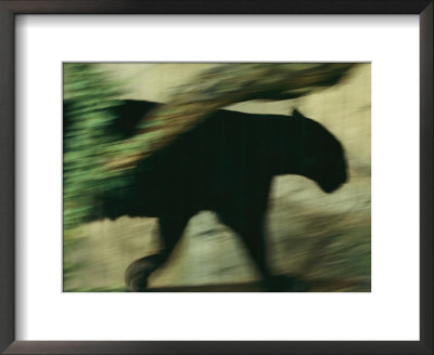 A Black Leopard by Michael Nichols Pricing Limited Edition Print image
