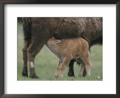 American Bison Calf Suckling by Norbert Rosing Pricing Limited Edition Print image