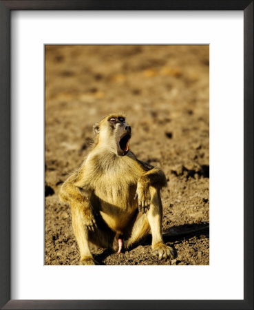 Yellow Baboon, Sitting, Tanzania by Ariadne Van Zandbergen Pricing Limited Edition Print image