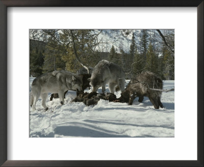 Pack Of Gray Wolves Feed On The Carcass Of A Deer by Jim And Jamie Dutcher Pricing Limited Edition Print image