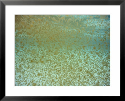 Millions Of Thimble Jellyfish Fill The Waters Of The Cayman Islands by Bill Curtsinger Pricing Limited Edition Print image