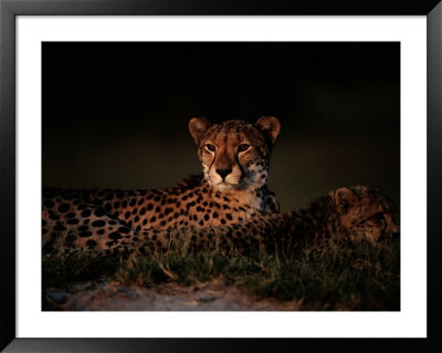 A Female African Cheetah And Her Cub Rest Together In The Early Evening by Chris Johns Pricing Limited Edition Print image