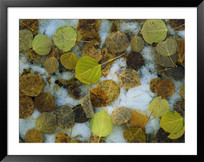 Autumn-Hued Leaves Lying On The Ground In Melting Snow by Bill Curtsinger Pricing Limited Edition Print image