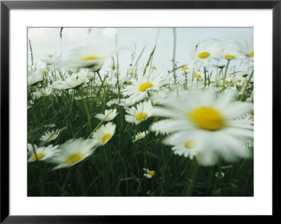 Field Filled With Daisies In Bloom Swaying In A Breeze by Klaus Nigge Pricing Limited Edition Print image