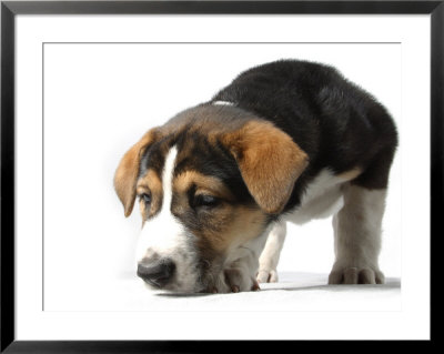 Puppy Exploring by Steve Starr Pricing Limited Edition Print image