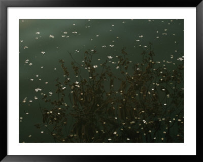 Cherry Blossoms Dot The Waters Surface by Michael S. Yamashita Pricing Limited Edition Print image