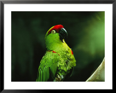 An Endangered Thick-Billed Parrot by Joel Sartore Pricing Limited Edition Print image