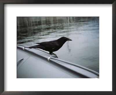 A Raven Perched On The Side Of An Inflatable Boat by Bill Curtsinger Pricing Limited Edition Print image