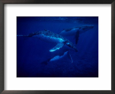 Humpback Whales, Swimming Over Reef, Polynesia by Gerard Soury Pricing Limited Edition Print image