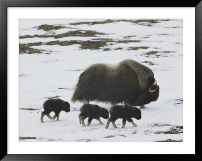 Musk-Ox And Three Calves On The Snow-Covered Tundra by Norbert Rosing Pricing Limited Edition Print image