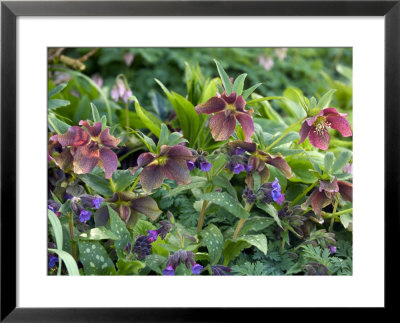 Pulmonarias & Helleborus X Hybridus by Mark Bolton Pricing Limited Edition Print image