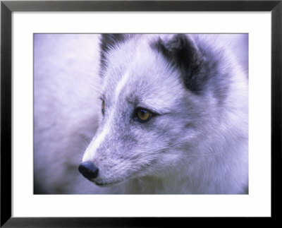 Arctic Fox, Alopex Lagopus by Mark Newman Pricing Limited Edition Print image