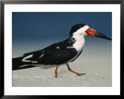 Black Skimmer Bird Walks In The Sand by Klaus Nigge Pricing Limited Edition Print image