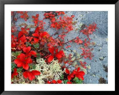 Bear Berry And Blue Berry In Autumn, Denali National Park, Alaska, Usa by Darrell Gulin Pricing Limited Edition Print image