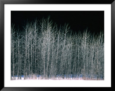 Bare Trees In Winter,Yosemite National Park, California, Usa by John Elk Iii Pricing Limited Edition Print image