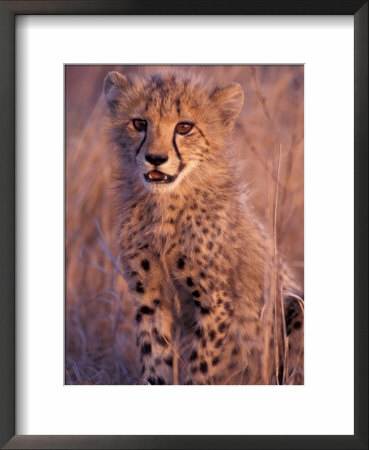 Cheetah, Phinda Reserve, South Africa by Gavriel Jecan Pricing Limited Edition Print image