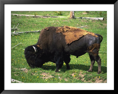 Yellowstone National Park, Bison, Buffalo, Wy by Timothy O'keefe Pricing Limited Edition Print image