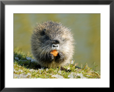Coypu Or Nutria, Eating On Riverbank, France by Gerard Soury Pricing Limited Edition Print image