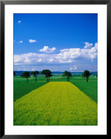 Mustard Field, Lower Austria by Walter Bibikow Pricing Limited Edition Print image
