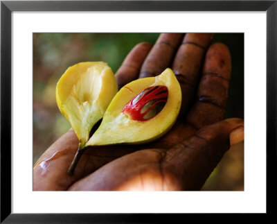 Nutmeg, An Important Cash Crop, Zanzibar by Ariadne Van Zandbergen Pricing Limited Edition Print image