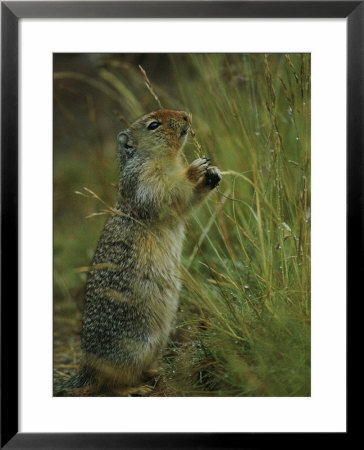 A Columbia Ground Squirrel Reaches Up To Eat The Seed Heads Of Mature Grasses by Michael S. Quinton Pricing Limited Edition Print image