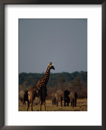Giraffe And Elephants On The African Plain by Beverly Joubert Pricing Limited Edition Print image