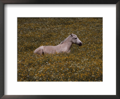 A Horse Lying In A Field Of Yellow And White Wildflowers by Annie Griffiths Belt Pricing Limited Edition Print image