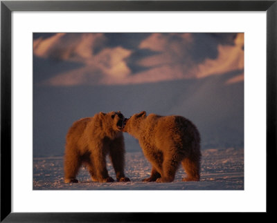 Grizzly Bears Spar With One Another by Joel Sartore Pricing Limited Edition Print image