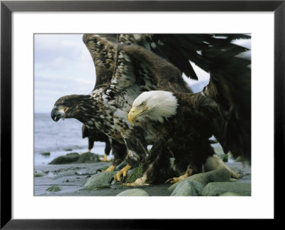 An Adult And Juvenile American Bald Eagle Hunt For Fish by Klaus Nigge Pricing Limited Edition Print image