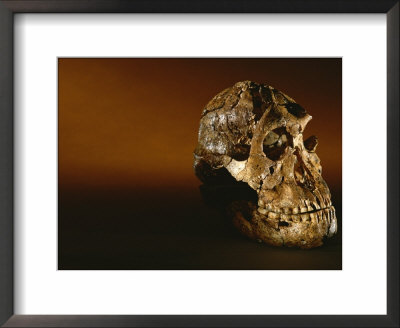 Two-Million-Year-Old Hominid Skull Of Australopithecus Robustus by Kenneth Garrett Pricing Limited Edition Print image