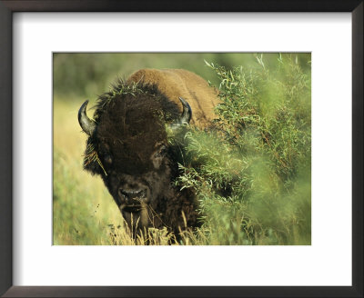 A Close-Up View Of An American Bison Covered With Grass by Raymond Gehman Pricing Limited Edition Print image