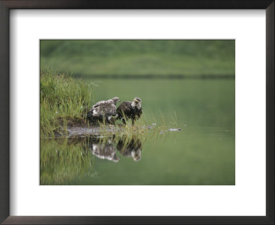 Immature American Bald Eagles On A Grassy Shore by Tom Murphy Pricing Limited Edition Print image