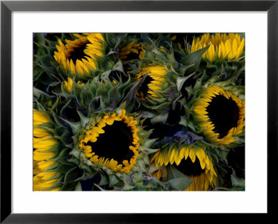 Close View Of Sunflowers In A Bundle by Todd Gipstein Pricing Limited Edition Print image